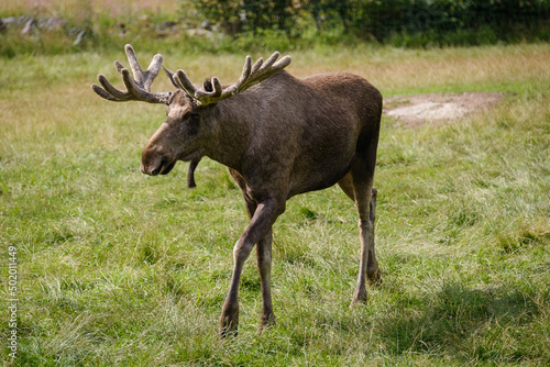 Swedish moose animal on the grass