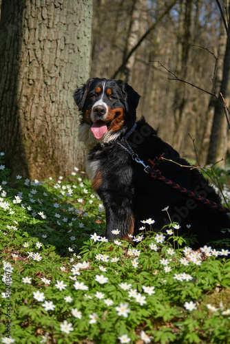 dog in spring flowers