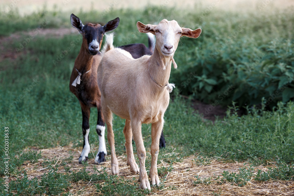Two, white and brown very careful young goats in a green meadow. Two, white and brown very careful young goats in a green meadow.