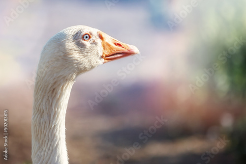 Portrait of a goose in a nice blurred pastel colour background.