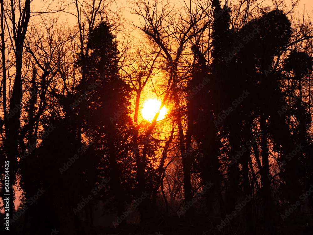 sunset in the forest sunset in the forest