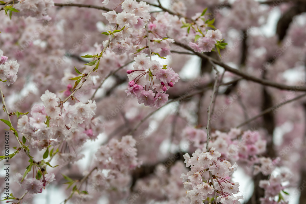 桜 桜