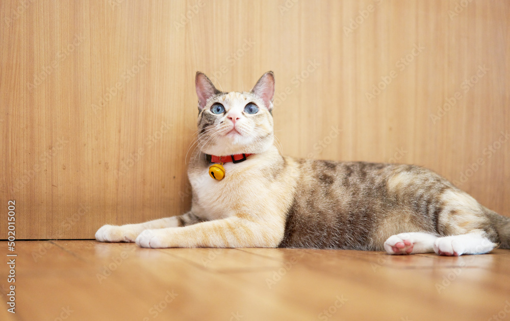 Tabby cat sleep on floor look up Tabby cat sleep on floor look up