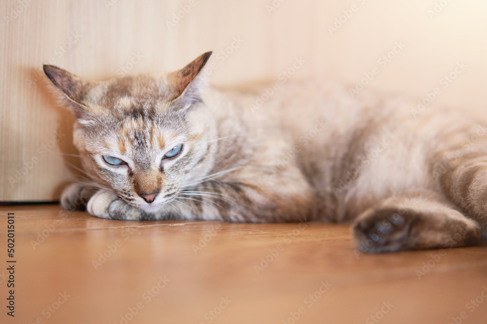 tabby cat ly on floor look sleepy
