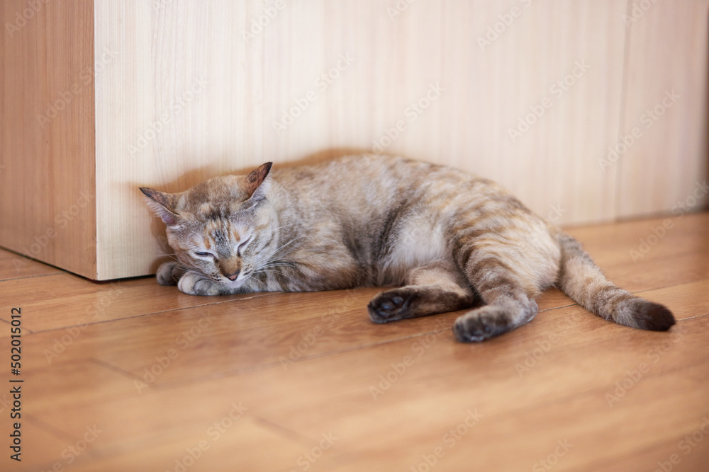 Tabby cat sleep on floor
