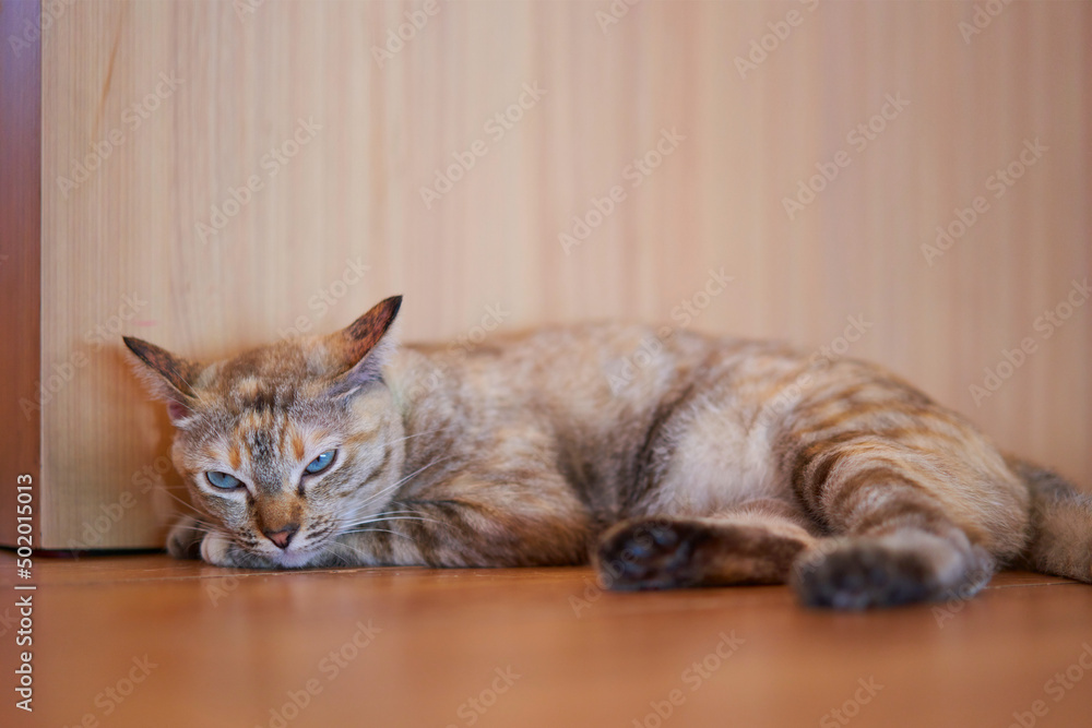 tabby cat lying down look sleepy