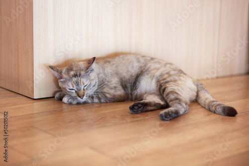 Tabby cat sleep on floor