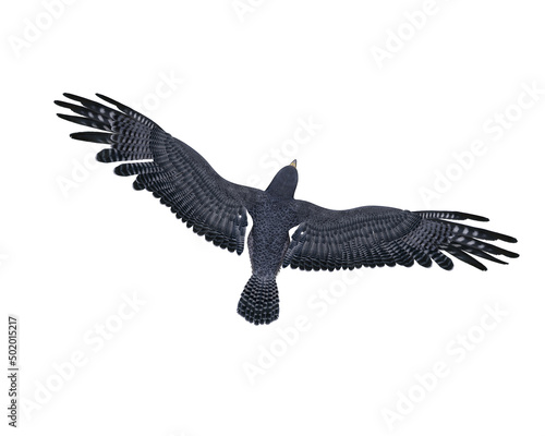 Peregrine falcon in flight viewed from above. 3D illustration isolated on white with clipping path.