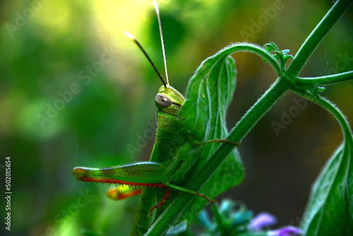 Closer Look Of The Brown Grasshoper