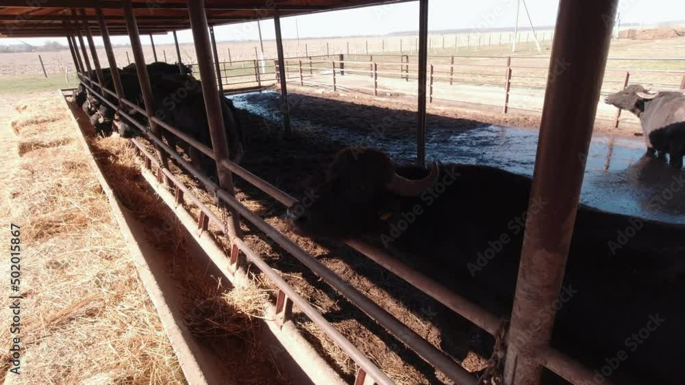 Buffaloes are feeding on the farm outdoors Buffaloes are feeding on the farm outdoors