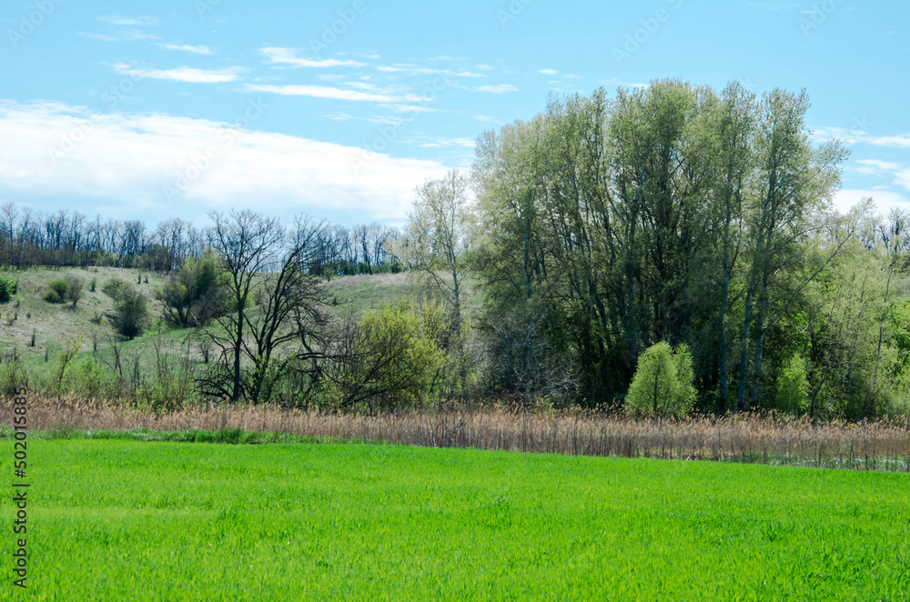 landscape with trees