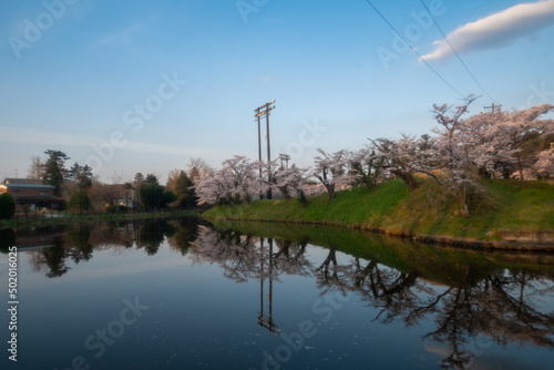 桜 水鏡