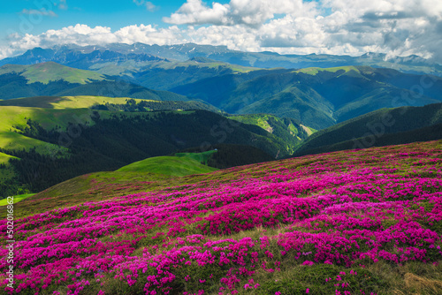Majestic flowering alpine rhododendrons on the mountain slopes, Carpathians, Romania