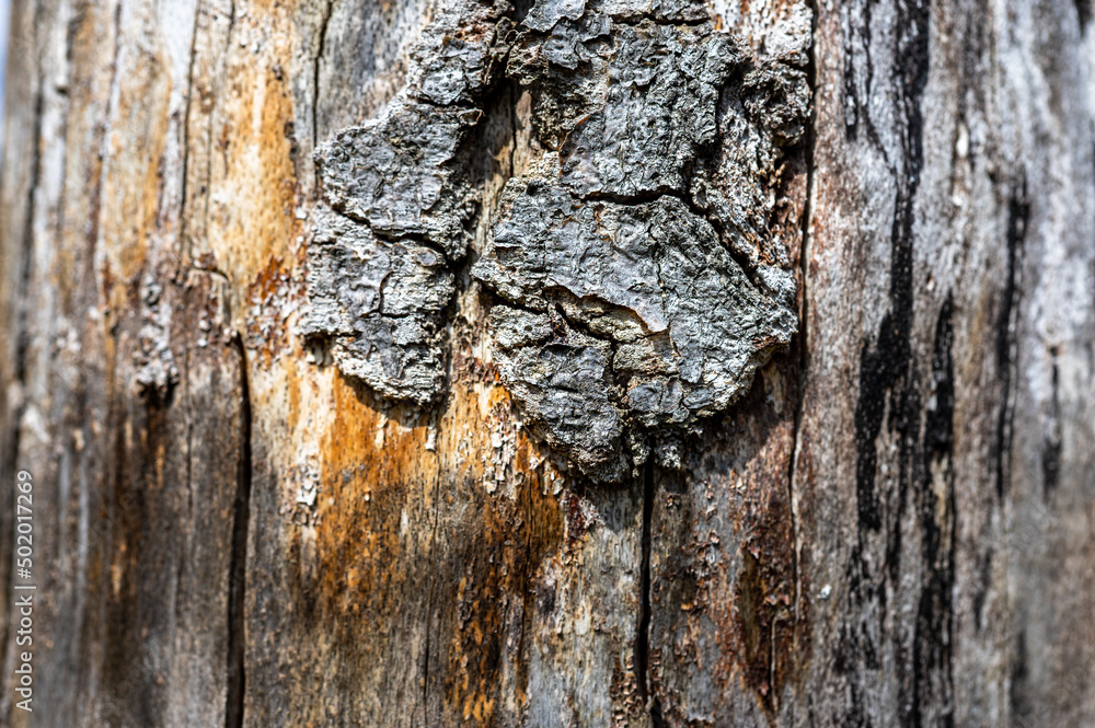 Old wood natural background. European (Common) beech, fagus sylvatica. Old wood natural background. European (Common) beech, fagus sylvatica.
