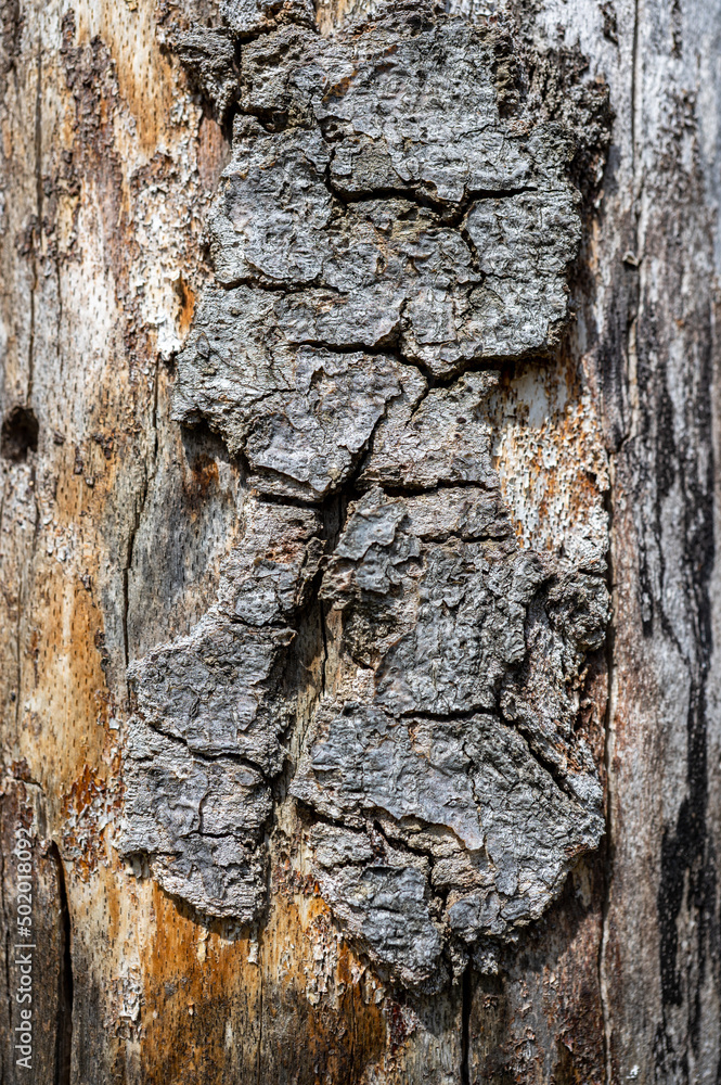 Old wood natural background. European (Common) beech, fagus sylvatica.