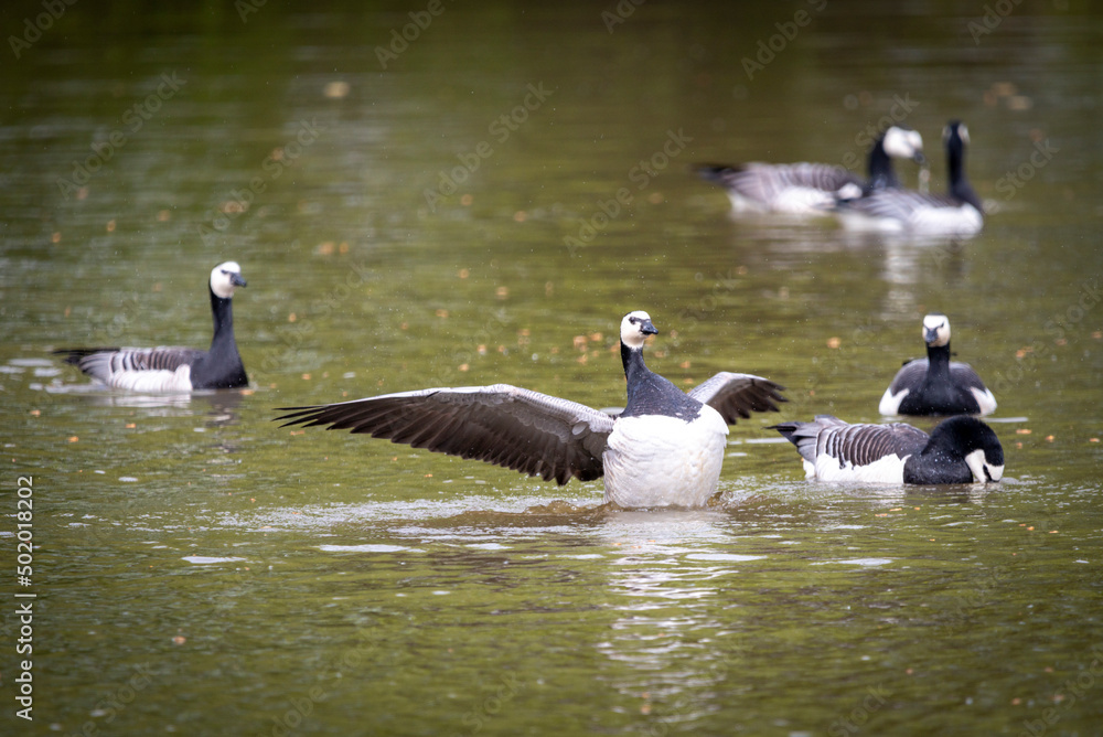 Fototapeta premium Vögel am Teich