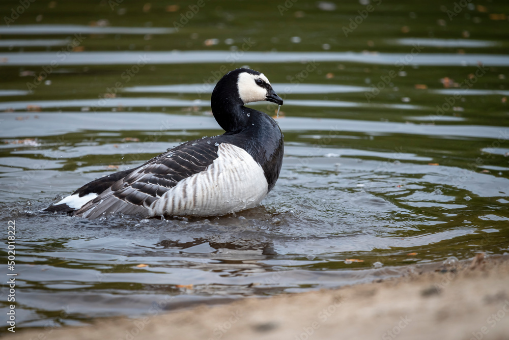 Vögel am Teich