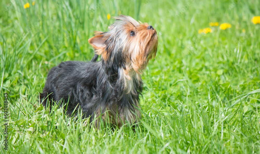 Yorkshire terrier puppy on a green lawn Yorkshire terrier puppy on a green lawn