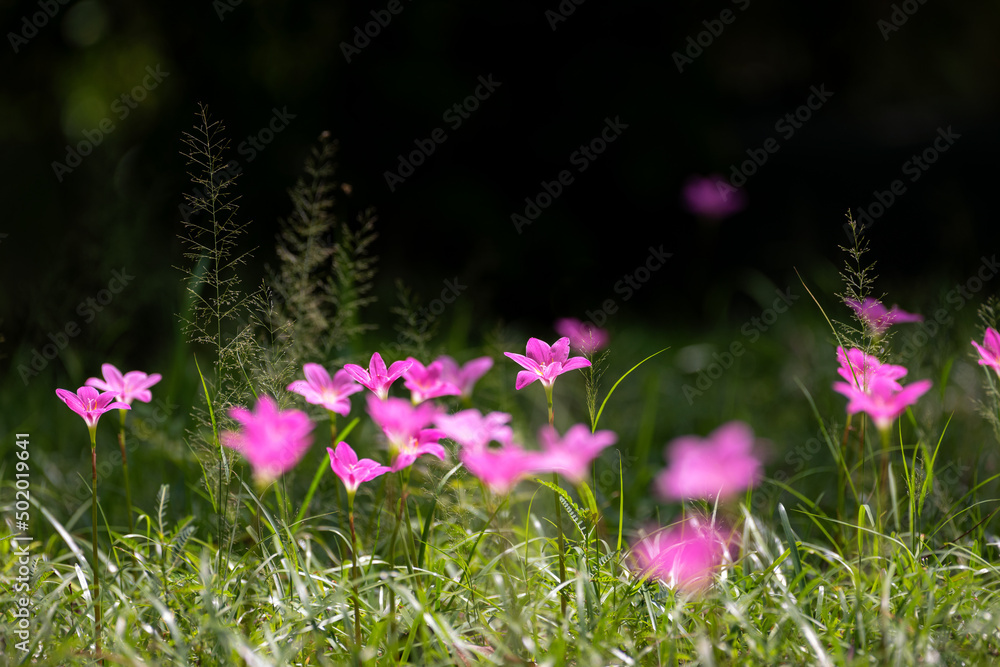 Rosepink Zephyr Lily flower in the field. Selective focus. Rosepink Zephyr Lily flower in the field. Selective focus.