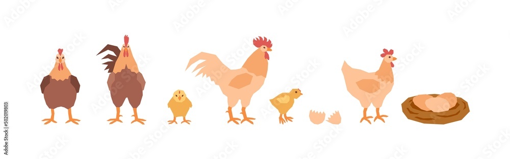 A set of mothers of chickens, a little chics, a roosters dads and a nest of eggs. Village birds. Vector illustration in flat style.