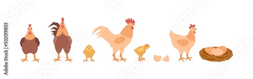 A set of mothers of chickens, a little chics, a roosters dads and a nest of eggs. Village birds. Vector illustration in flat style.