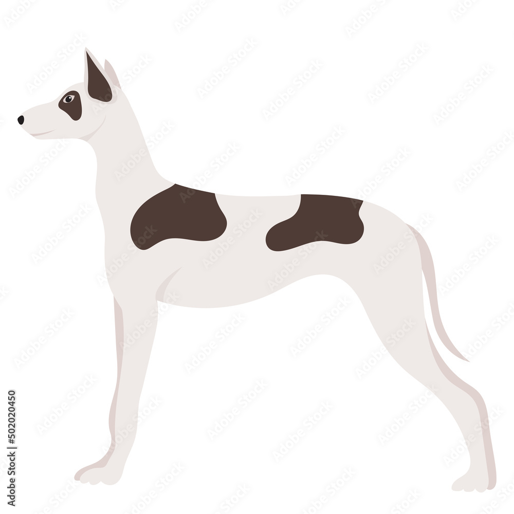 dog flat design, isolated on white background, vector dog flat design, isolated on white background, vector