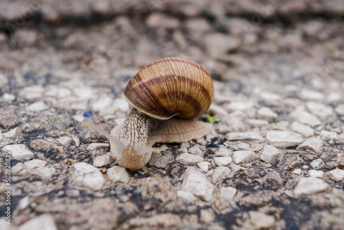 The snail crawls across the road. Asphalt road with a snail. Snail with a shell.