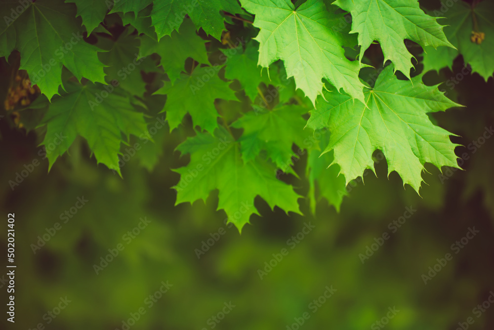 Maple leaves background