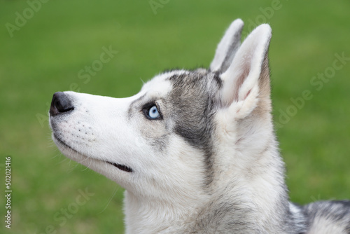 A blue eyed Siberian husky dog in a profile view against a green grass background photo