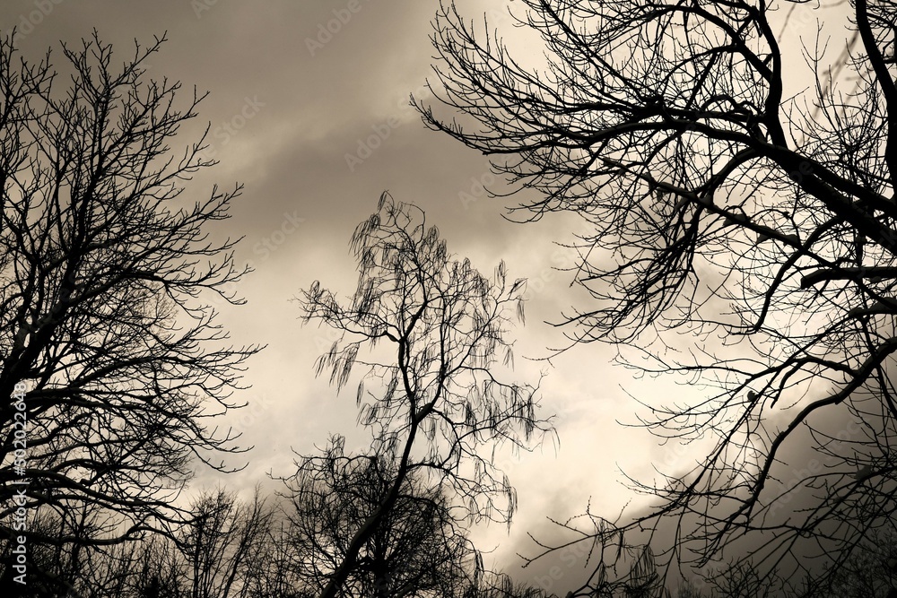 Silhouette of winter tree on dark dramatic sky background. Silhouette of winter tree on dark dramatic sky background.