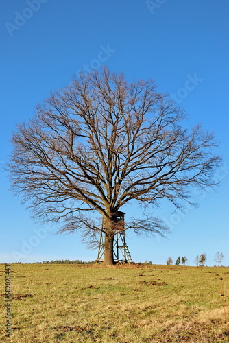 An abandoned tree stands in the middle of a meadow in the sunshine