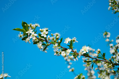 A sprig of cherry blossoms with white blooming flowers and a yellow core against a blue sky and other branches