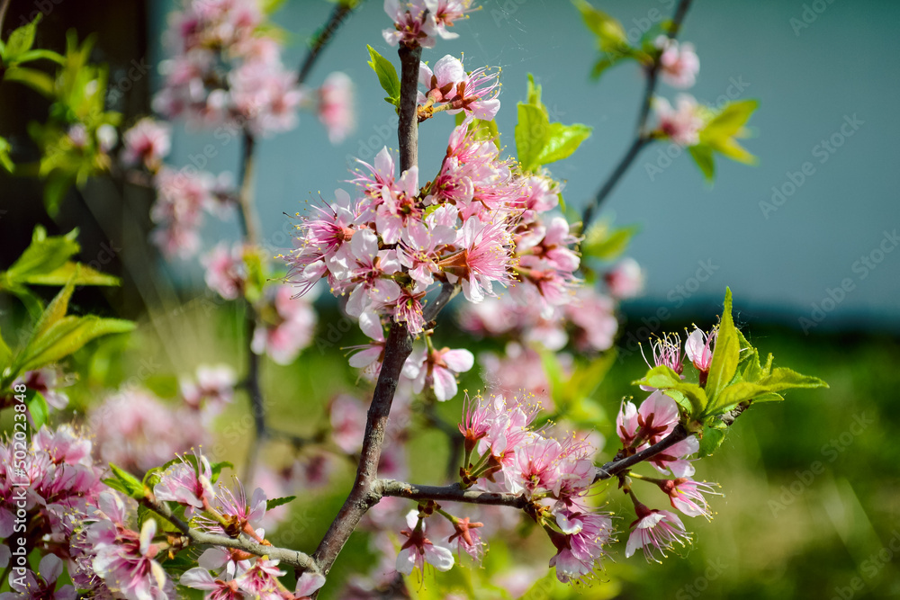 Young pink plum flowers on branches with green petals close-up