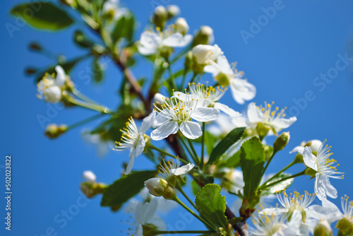White blooming cherry flowers with yellow stamens and green leaves close-up against the blue sky