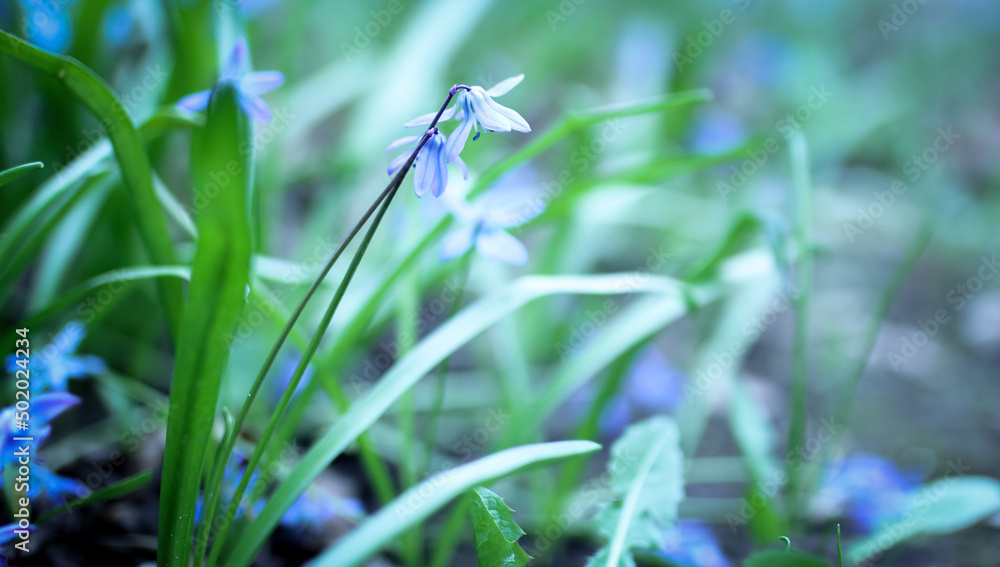 Delicate blue snowdrop flowers on grass background Delicate blue snowdrop flowers on grass background