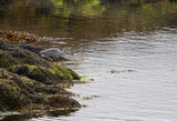 Grey Heron (Ardea cinerea) Hunting for fish in a Scottish Loch