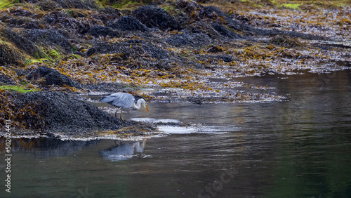 Grey Heron (Ardea cinerea) Hunting for fish in a Scottish Loch
