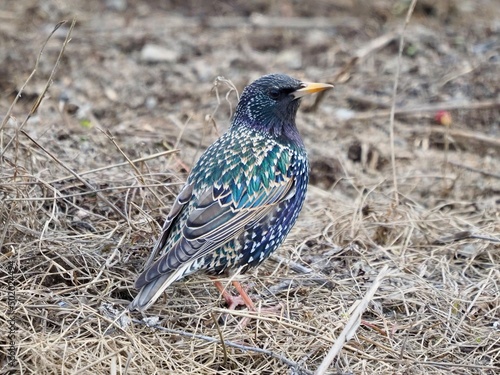 The common starling or European starling