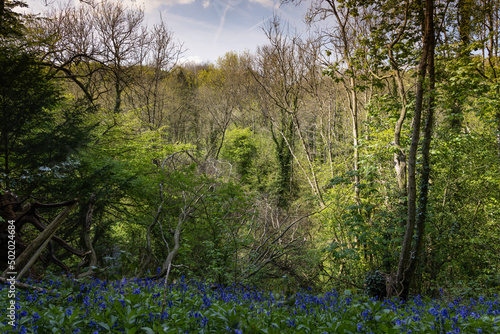 English Wood in the Spring with Bluebells and Wild Garlic