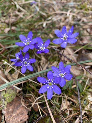 first spring flowers in the forest.