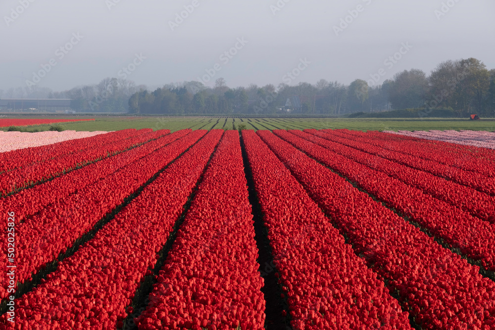 Rows with different colors of tulips in a tulip field in spring in the Netherlands