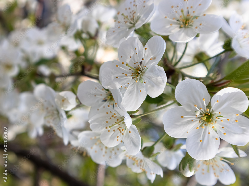 Blooming cherry Blooming cherry