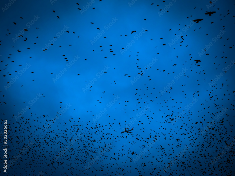 flock of birds silhouette, bottom view flock of birds silhouette, bottom view