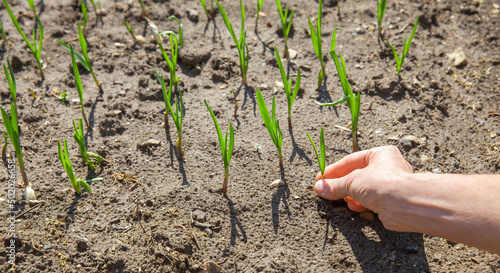 Eine Frau setzt im Frühling Zwiebeln ein