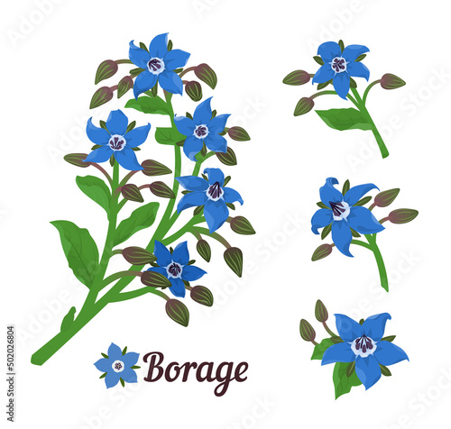 Cuadro en lienzo Borage or starflower herb