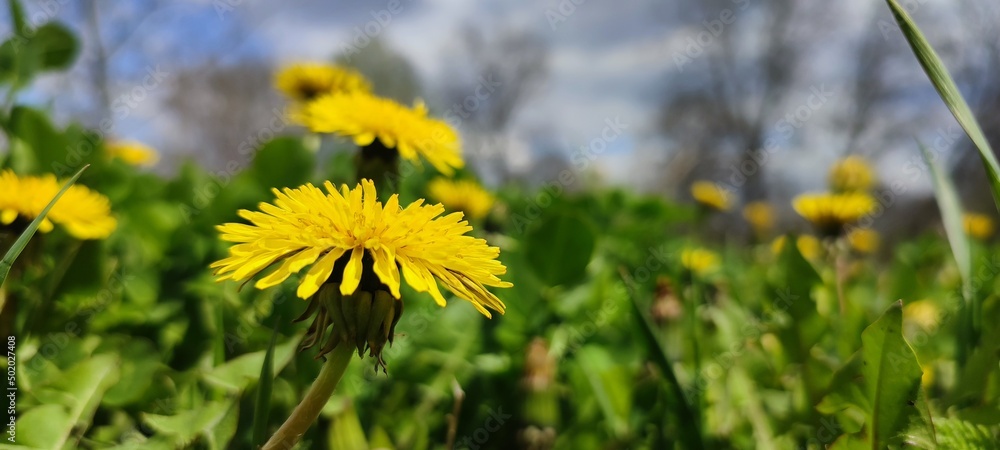 Obraz premium dandelions in the grass