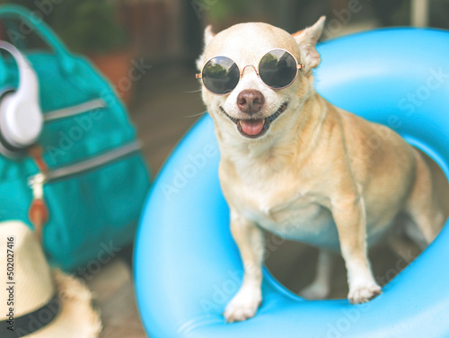 Fototapeta Naklejka Na Ścianę i Meble -  happy  brown short hair chihuahua dog wearing sunglasses, standing  in blue swimming ring with travel accessories, straw hat, backpack and headphones.