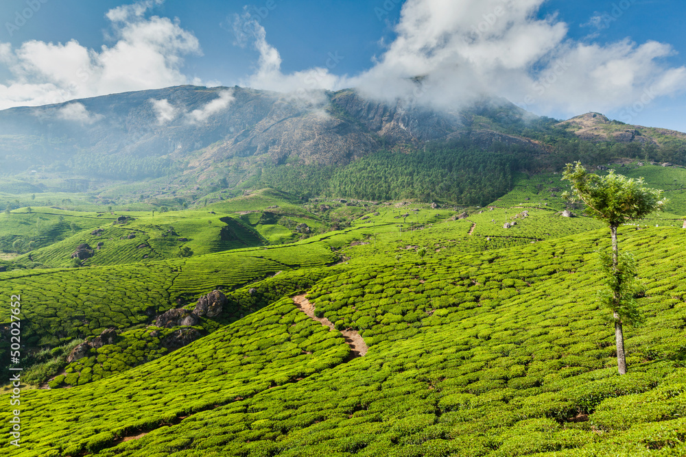 India nature background - Green tea plantations in Munnar, Kerala, India