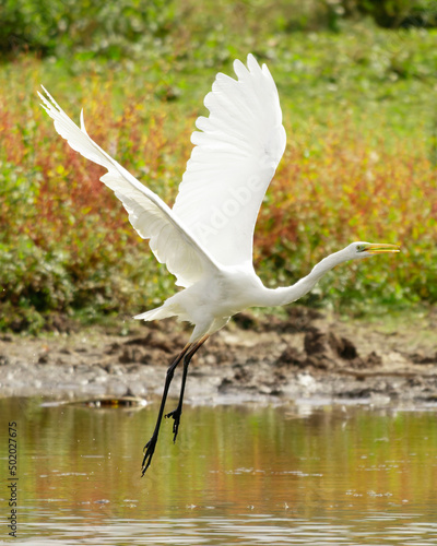 Silberreiher beim Starten photo