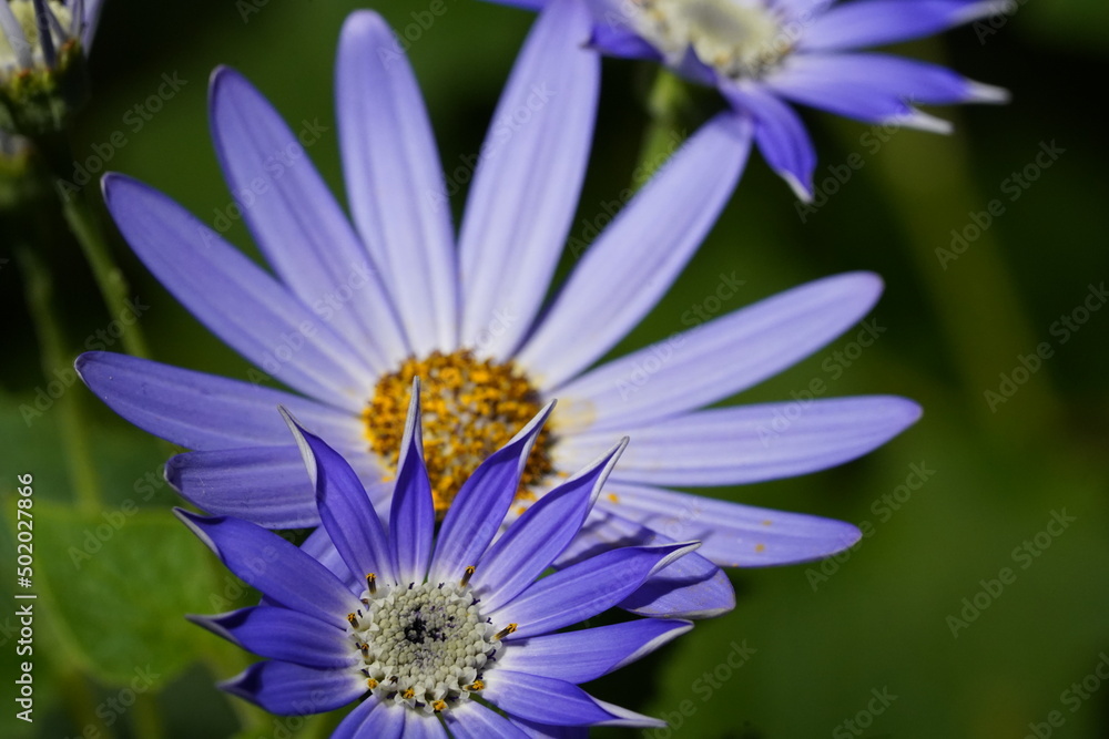Sky Blue Aster (Aster azureus) |purple and yellow flower